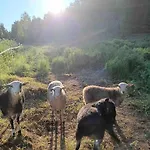 Lammastilan Laavu - Lean To Inarin Tila Salo (Salo)