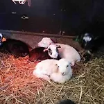 Luxusní stan Lammastilan Laavu - Lean To Inarin Tila