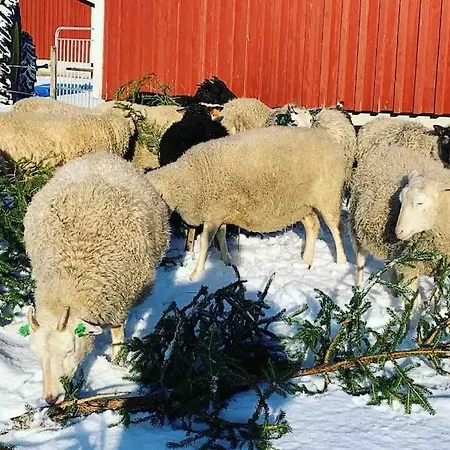 Luksusteltat Lammastilan Laavu - Lean To Inarin Tila